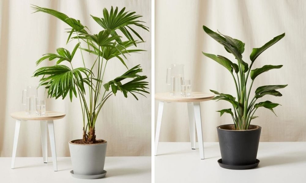 large indoor plants for apartments